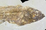 Bargain, Mioplosus Fossil Fish - Uncommon Species #91391-3